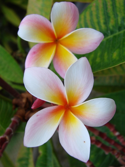 Nature fleur pétale frangipanier
