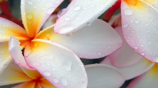 Art petal frangipani flower Photo