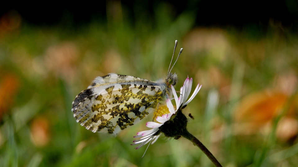 Butterflies butterfly nature macro