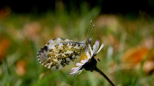 Butterflies butterfly nature macro Photo