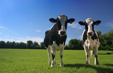 Foto Sapi alam hijau lanskap