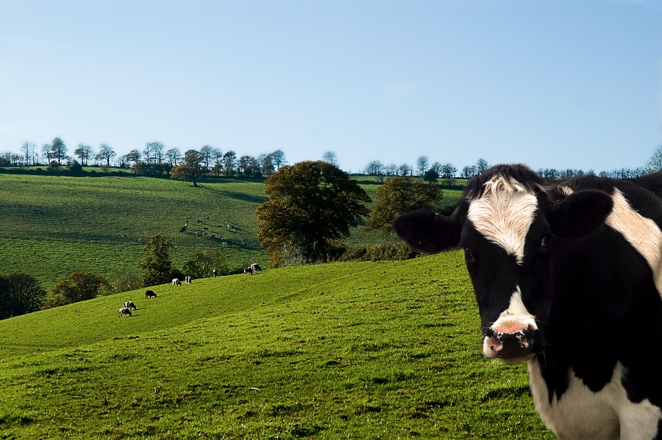 Nature vache laitière
 pâturage
 vert