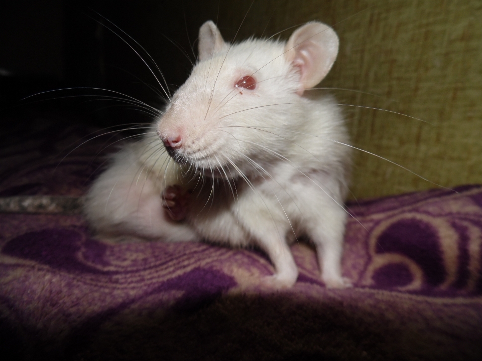 Rata albino
 mamífero jerbo
