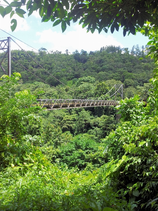 橋 密林 コスタリカ 植生