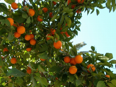 Foto Arancia albero da frutta
 pianta fiorita
