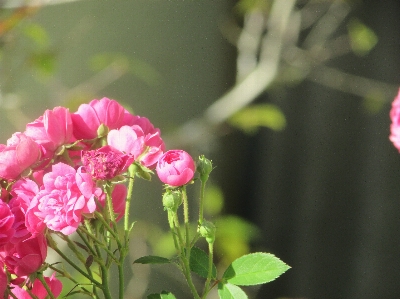 Blume blühende pflanze
 blütenblatt rosa Foto