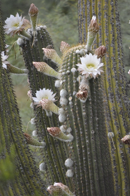 Kaktus
 flora kwiat natura