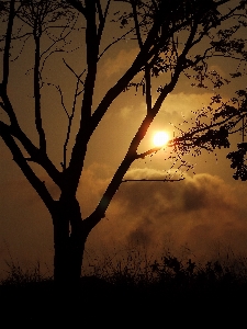 Sun tree silhouette orange Photo