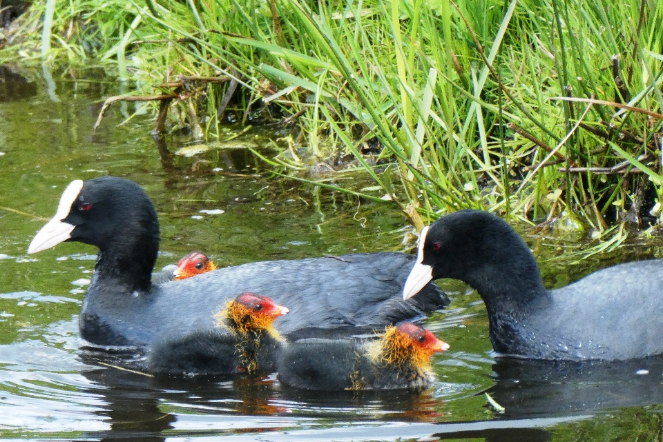 Foulque
 poussins nid mère