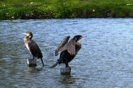 Foto Cormorant piume asciugatura
 acqua