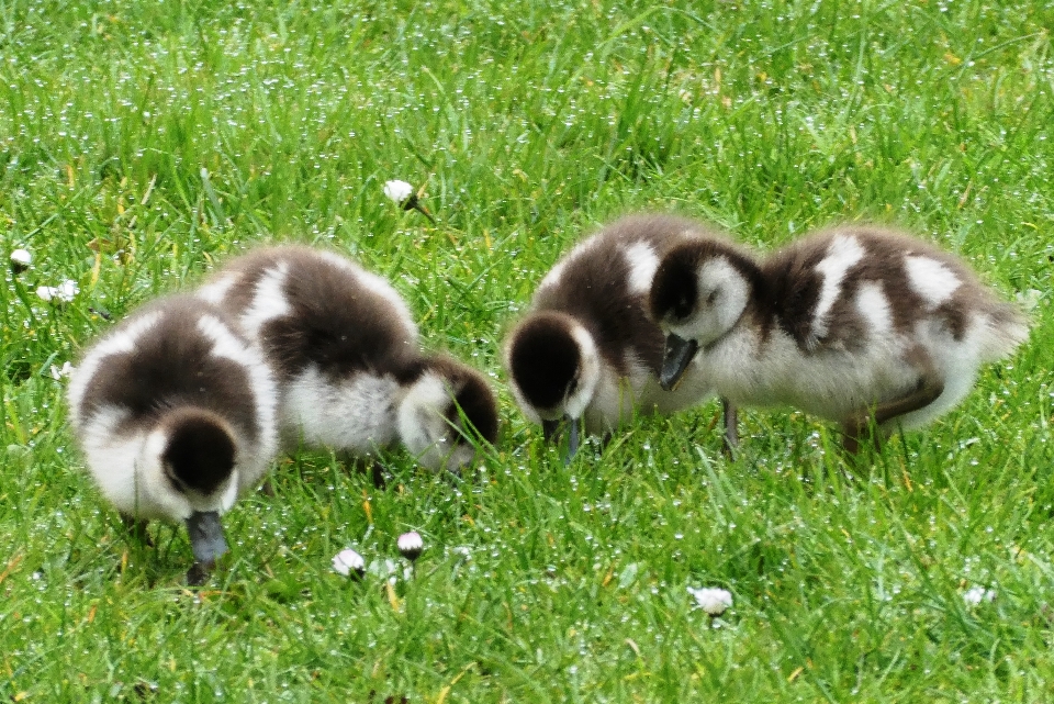 ägyptische gans
 gänse küken junge