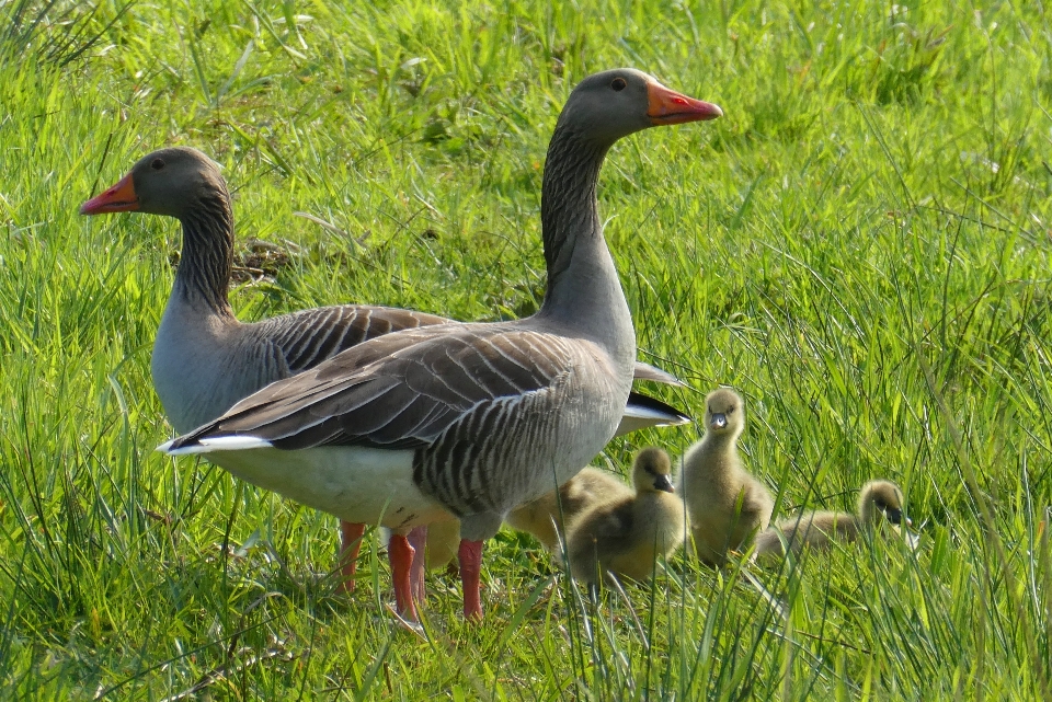 Geese chicks bird goose