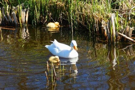 White kwaker duck boy couple Photo