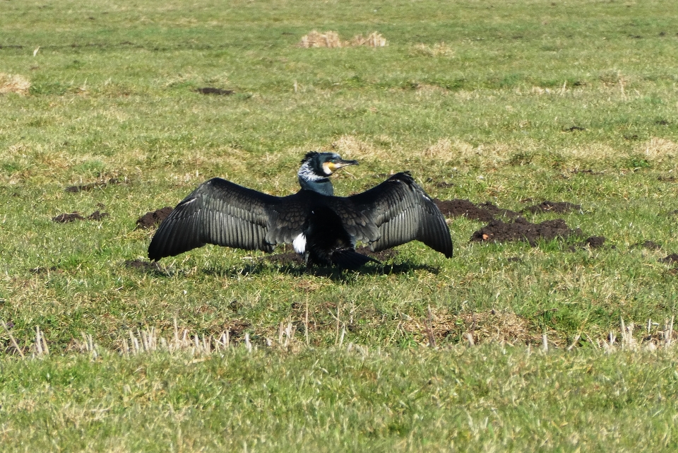 Cormorant 깃털 건조
 물