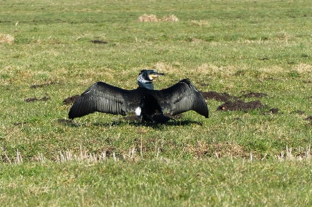 Foto Cormorant piume asciugatura
 acqua