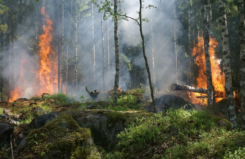 Nature vegetation wildfire natural environment