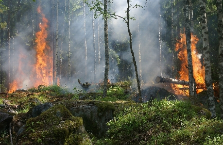 Nature vegetation wildfire natural environment Photo