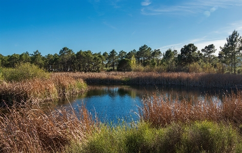 Lake forest natural landscape nature Photo