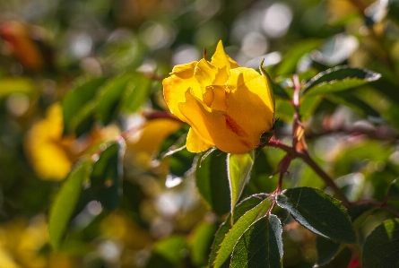 Yellow rose flower flowering plant Photo