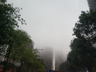 Fog atmospheric phenomenon sky tree Photo