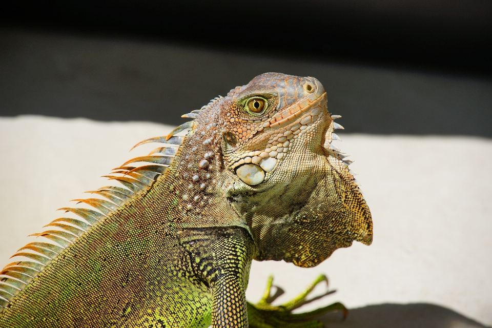 Animales reptil iguana iguania
