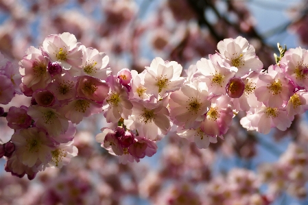 Foto Cereja flores
 primavera parque