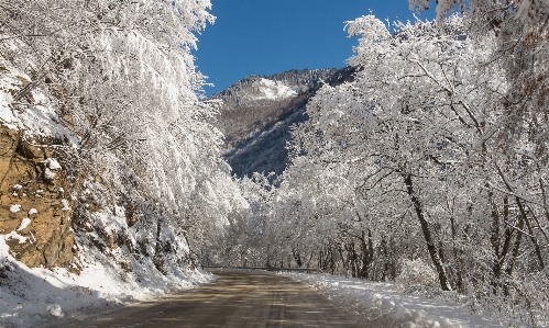 Foto Neve sol árvores caminho