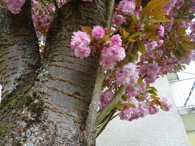 Cherry japan photo flowers Photo