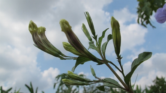 Blume blühende pflanze
 anlage blatt Foto