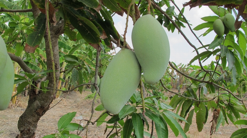 Mango plant tree leaf