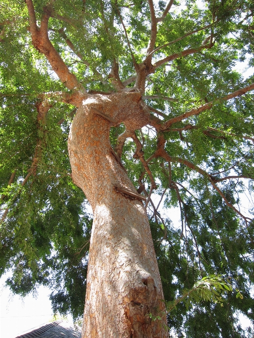 Pohon cahaya matahari belalai kulit kerang hickory
