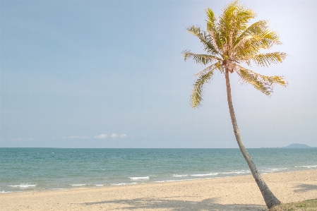 Coconut sea beach summer Photo