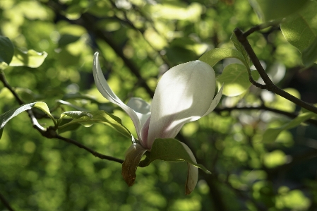 Foto Magnolia musim semi malam mekar