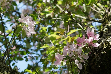 春 木 花 ピンク 写真