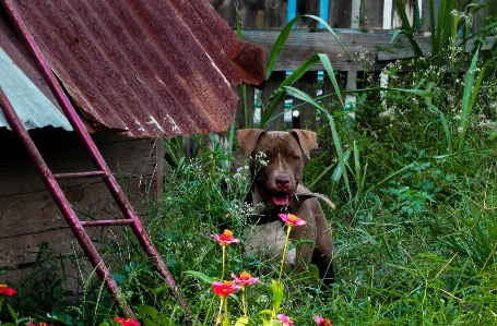 Foto Alam anjing mamalia bertulang belakang
