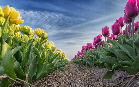 Flowers flower flowering plant Photo