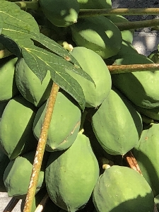 Tropical fruit plant leaf Photo