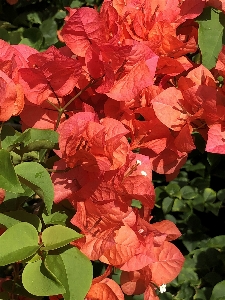 Tropical flower guadeloupe plant Photo