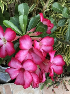 Tropical flower guadeloupe flowering plant Photo