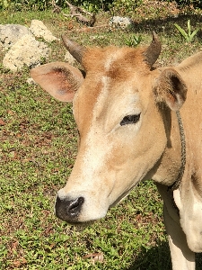 牛 哺乳類 ウシ
 ふくらはぎ 写真