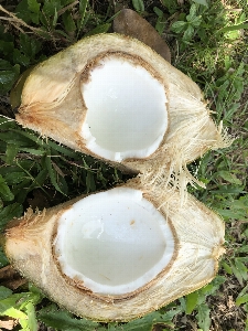 Coconut guadeloupe plant Photo