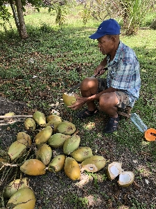 Water coconut plant Photo