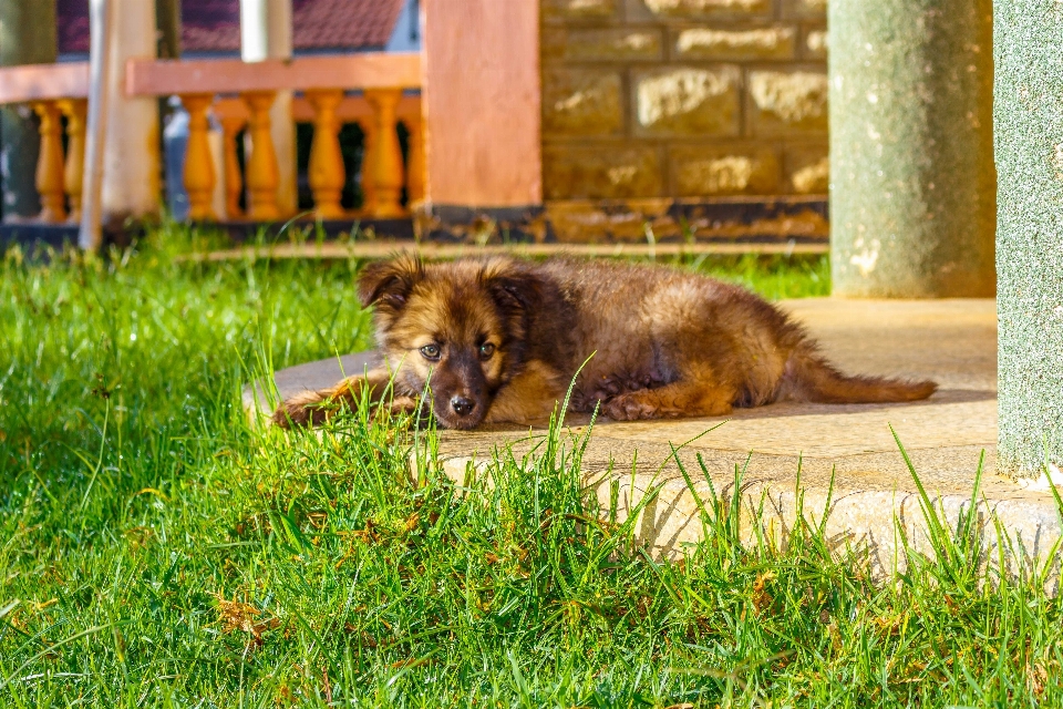 Animale mammifero canidi
 cane