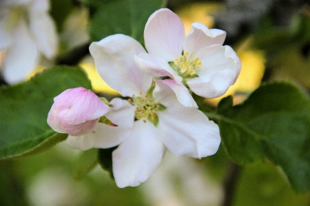 çiçek apple ağaç beyaz Fotoğraf