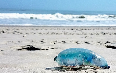 Foto Blu medusa sabbia spiaggia