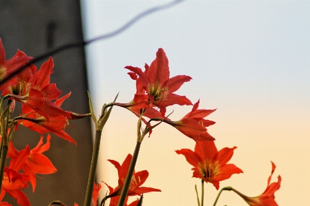 Blume blühende pflanze
 anlage rot Foto