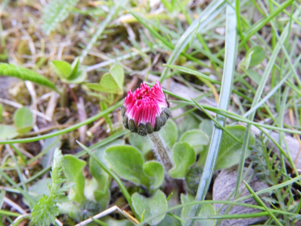 雏菊 花 玫瑰 白色的