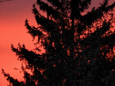 Foto Matahari terbenam langit pohon merah