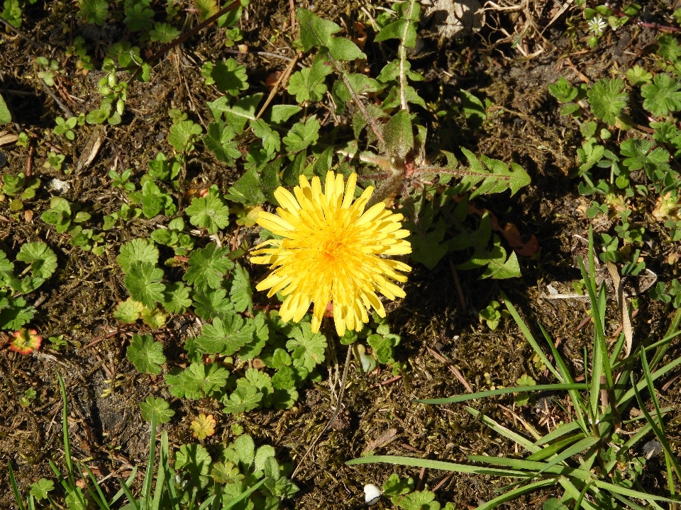 Flor plantar dente de leão amarelo