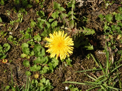 Blume anlage löwenzahn gelb Foto